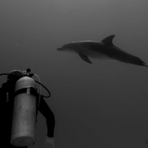 Dolfijn en duiker